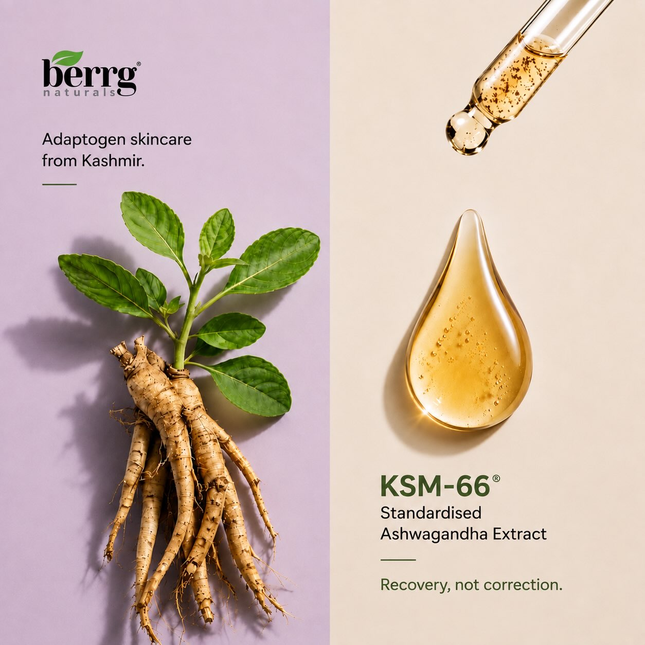 KSM-66 ashwagandha root and a serum drop