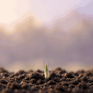 Saffron crocus growing from soil into full bloom