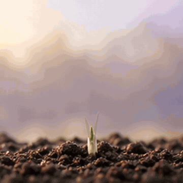 Saffron growing from soil, blooming, being harvested, and transitioning to Berrg moisturiser